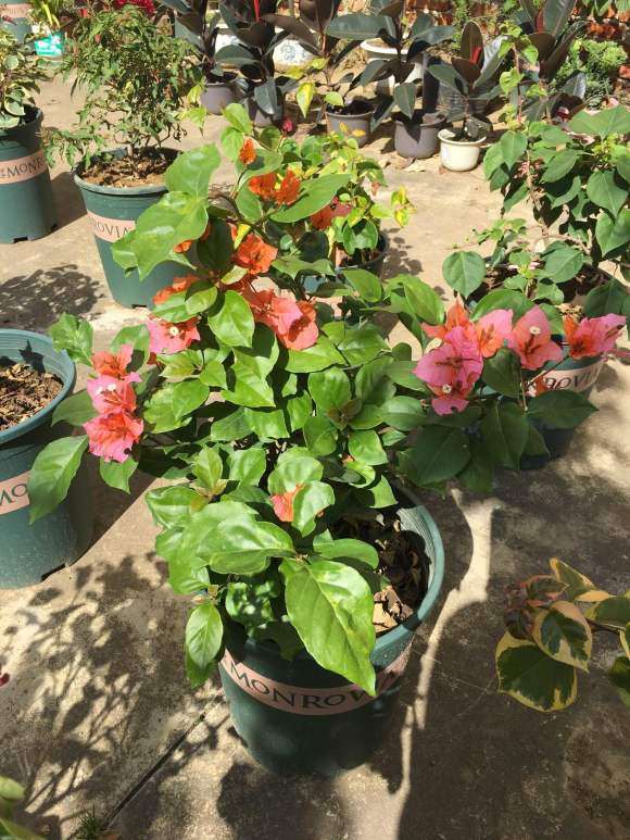 变色龙三角梅盆栽开花了 怎么样 图片