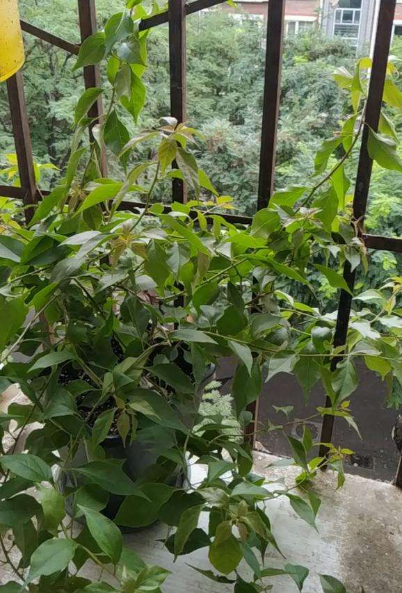 三角梅盆栽是有藤性的植物 图片