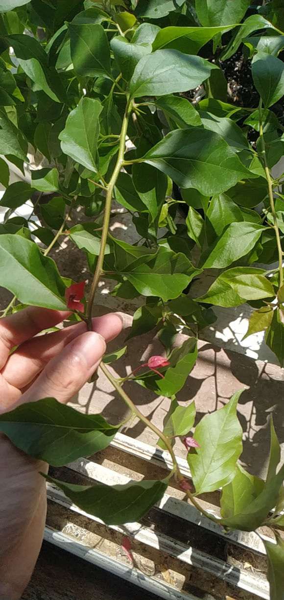 三角梅盆栽是有藤性的植物 图片