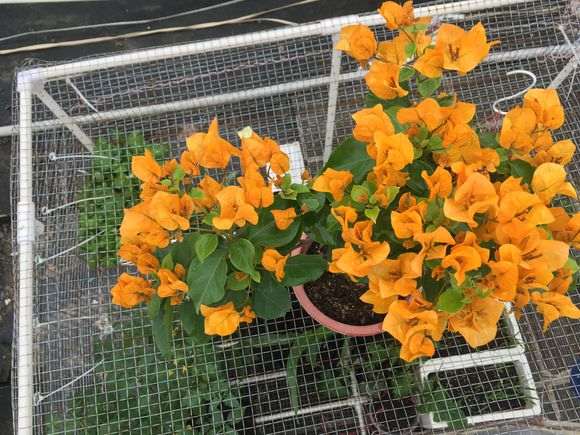 加州黄金三角梅盆栽 第一次开花 图片