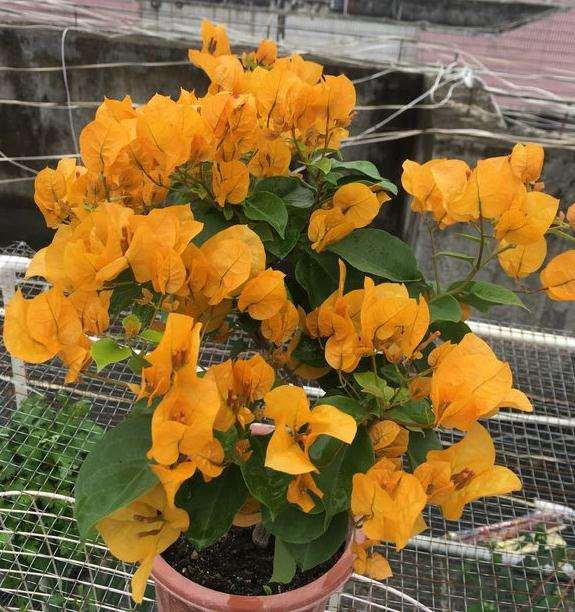 加州黄金三角梅盆栽 第一次开花 图片