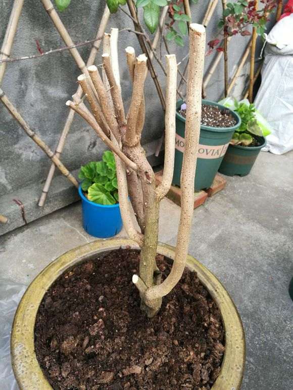 三角梅下山桩种下后多久会发芽 图片