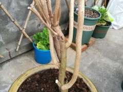 三角梅下山桩种下后多久会发芽 图片