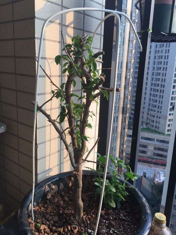 三角梅下山桩套袋的 还没发芽 怎么办