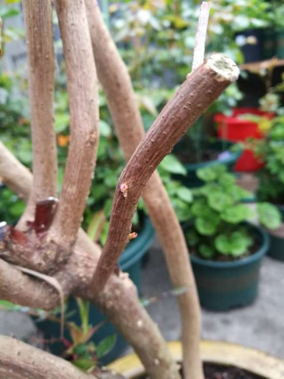 三角梅下山桩套袋的 还没发芽 怎么办