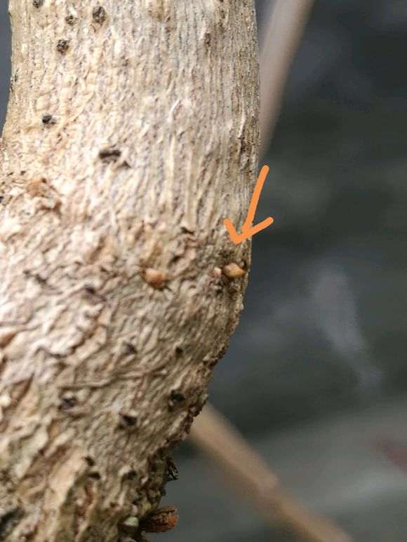 三角梅下山桩套袋的 还没发芽 怎么办