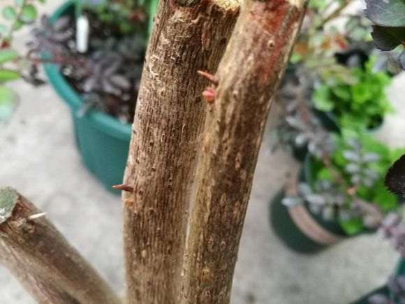 三角梅下山桩套袋的 还没发芽 怎么办