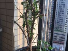 三角梅下山桩套袋的 还没发芽 怎么办