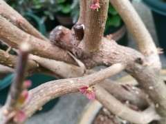 能看出是啥品种的三角梅下山桩吗 图片