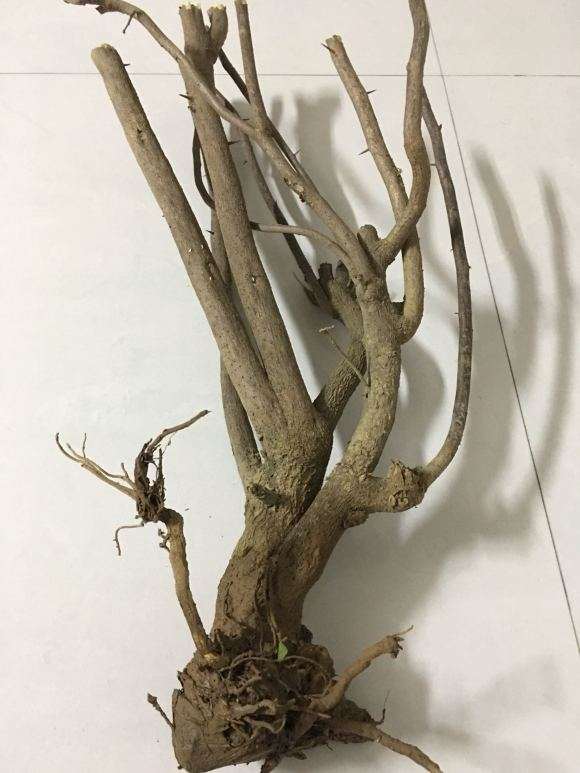 10月2日种的三角梅下山桩要多久发芽