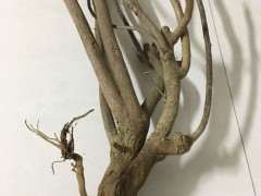 10月种的三角梅下山桩要套袋多久发芽