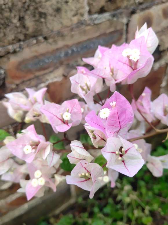 三角梅盆栽养多久可以开花呢 图片