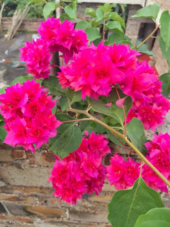 三角梅盆栽养多久可以开花呢 图片