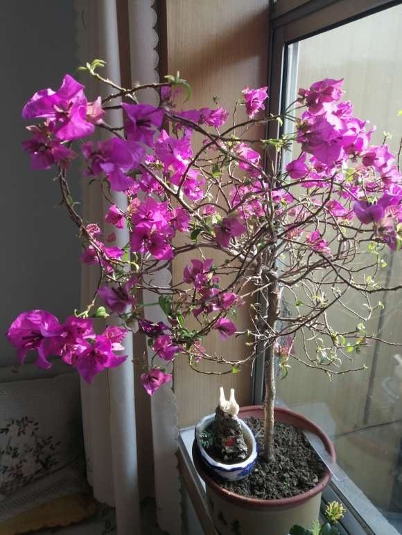 三角梅盆栽还没看到过花 怎么办 图片