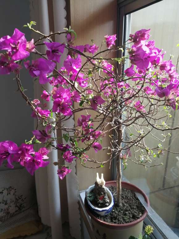 三角梅盆栽还没看到过花 怎么办 图片