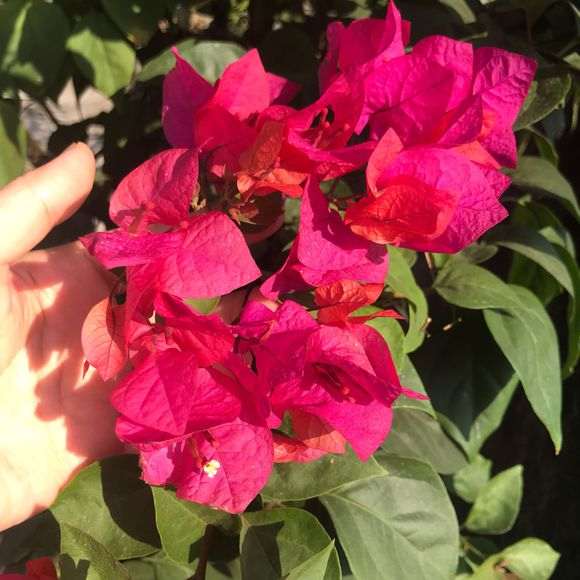 十多年的老三角梅盆栽了 啥品种啊