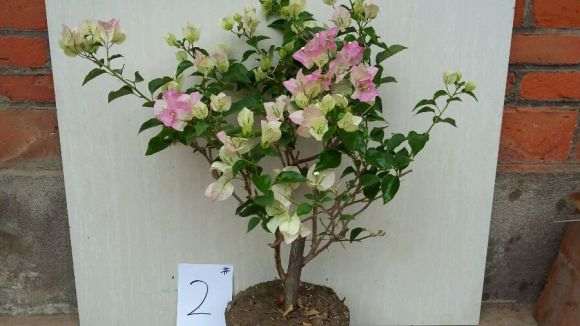 为什么三角梅盆栽不属于梅花 图片