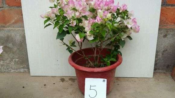 为什么三角梅盆栽不属于梅花 图片