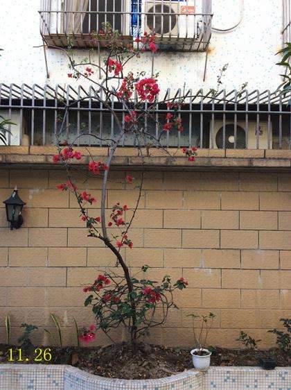 三角梅盆栽怎么开花的过程 图片