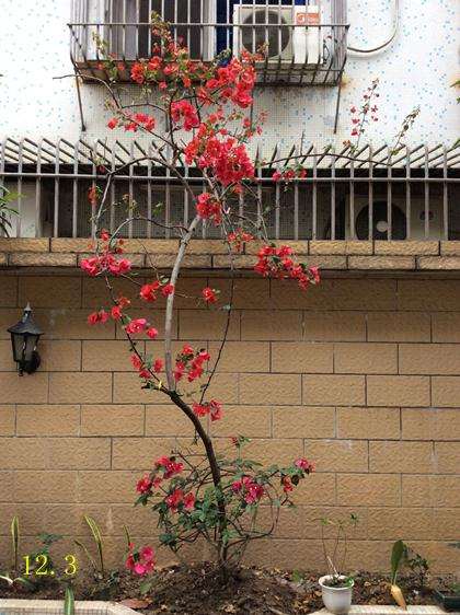 三角梅盆栽怎么开花的过程 图片