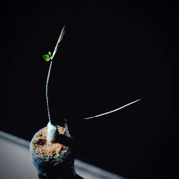 三角梅下山桩怎么成长的日记 图片