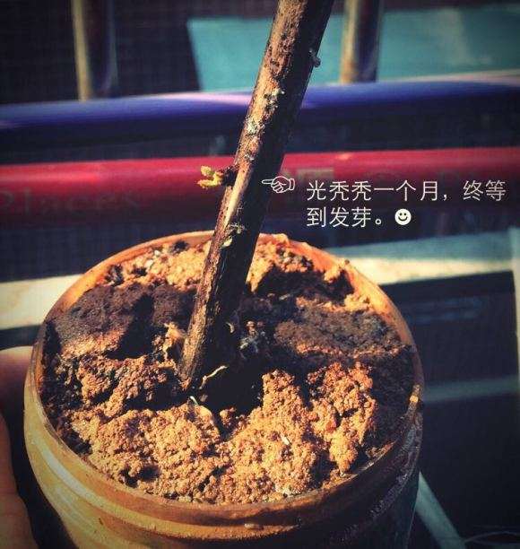 三角梅下山桩怎么成长的日记 图片