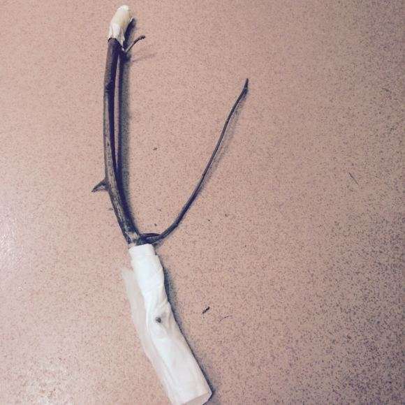 三角梅下山桩怎么成长的日记 图片