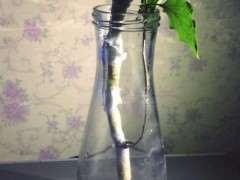 三角梅下山桩怎么成长的日记 图片