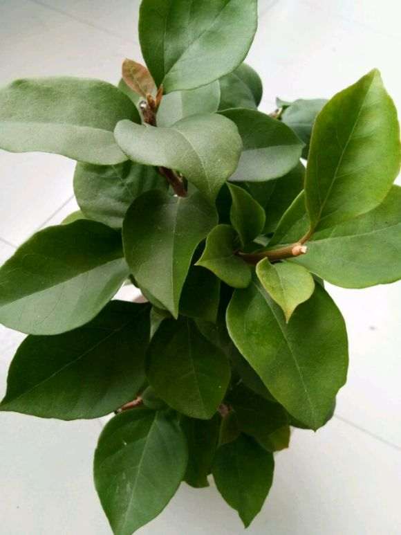 这两颗是什么品种的三角梅盆栽啊