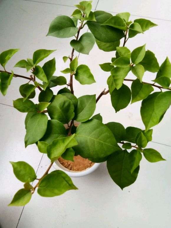 这两颗是什么品种的三角梅盆栽啊