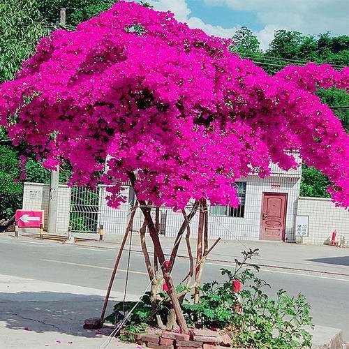 三角梅盆栽怎么修剪的 图片