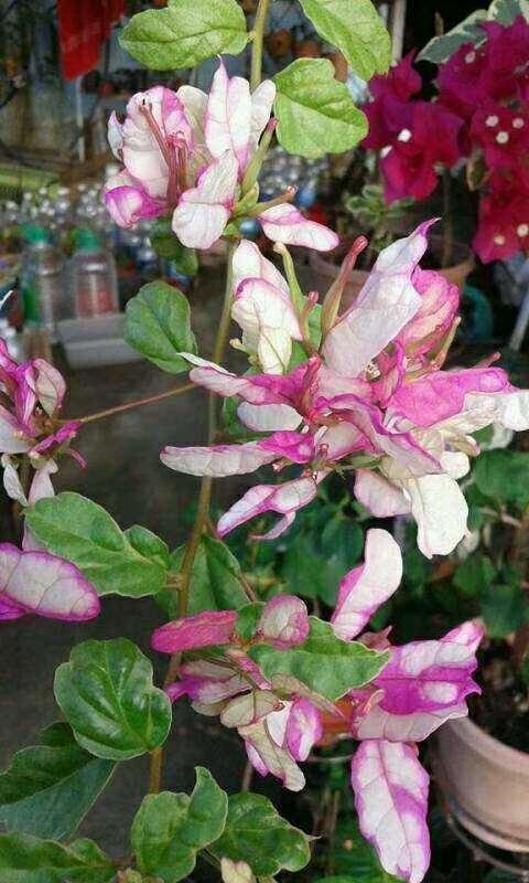 马苏丽三角梅盆栽 78元 怎么样 图片