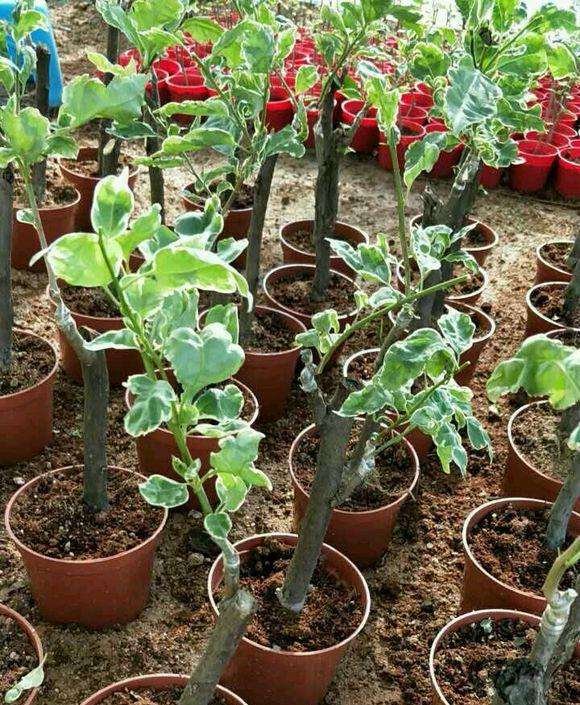 马苏丽三角梅盆栽 78元 怎么样 图片