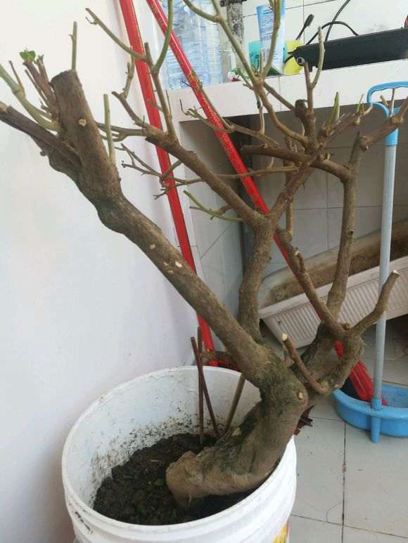 老桩三角梅下山桩太乱了 怎么截枝 图片