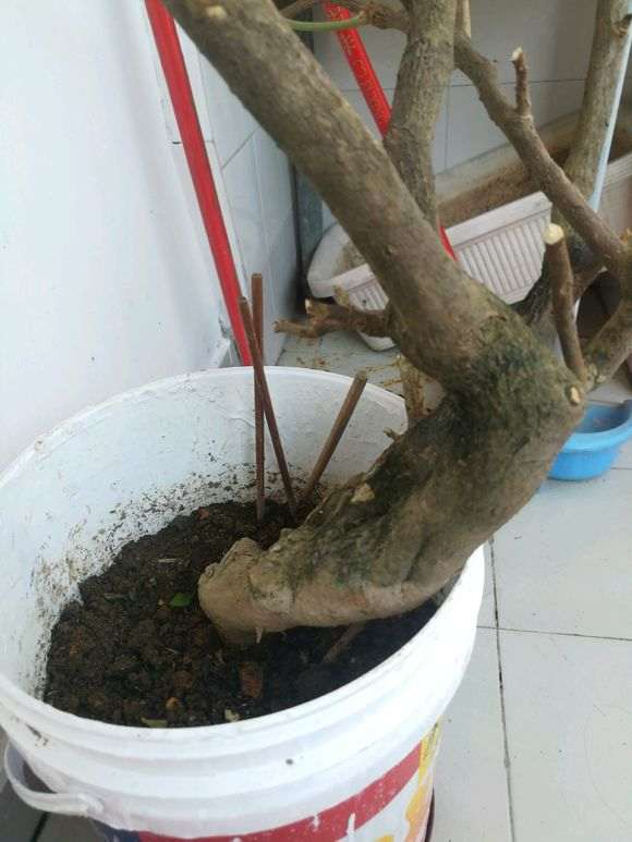 老桩三角梅下山桩太乱了 怎么截枝 图片