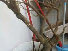 老桩三角梅下山桩太乱了 怎么截枝 图片