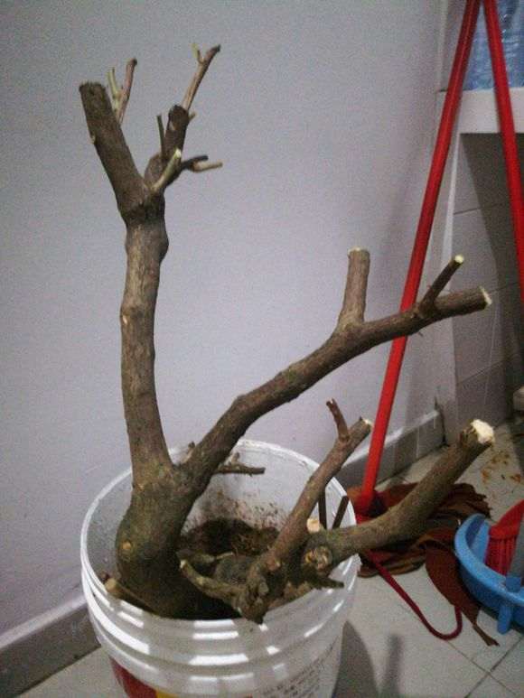 三角梅下山桩小枝去掉 不然太杂乱 图片