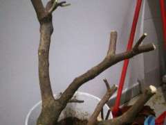 三角梅下山桩小枝去掉 不然太杂乱 图片