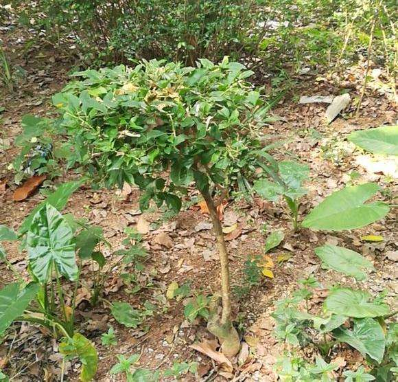 三角梅下山桩开始长小芽叶子了 图片