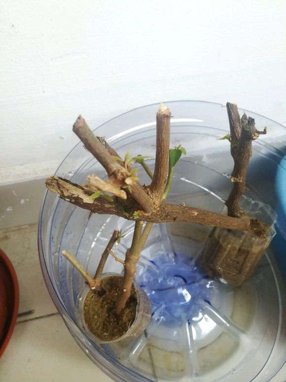 三角梅下山桩开始长小芽叶子了 图片