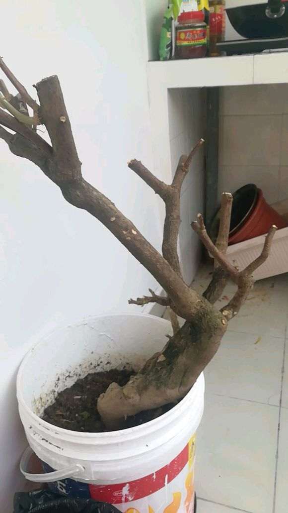 三角梅下山桩开始长小芽叶子了 图片