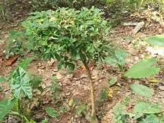 三角梅下山桩开始长小芽叶子了 图片