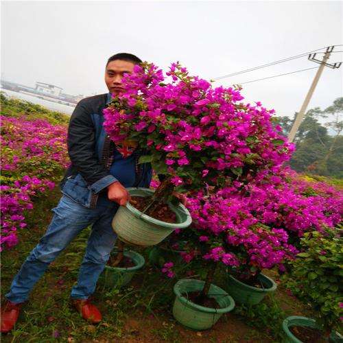 我为什么喜欢三角梅盆栽 图片