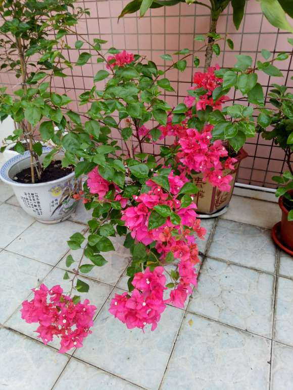 广东种三角梅盆栽 可以吗 怎么样