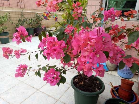 广东种三角梅盆栽 可以吗 怎么样