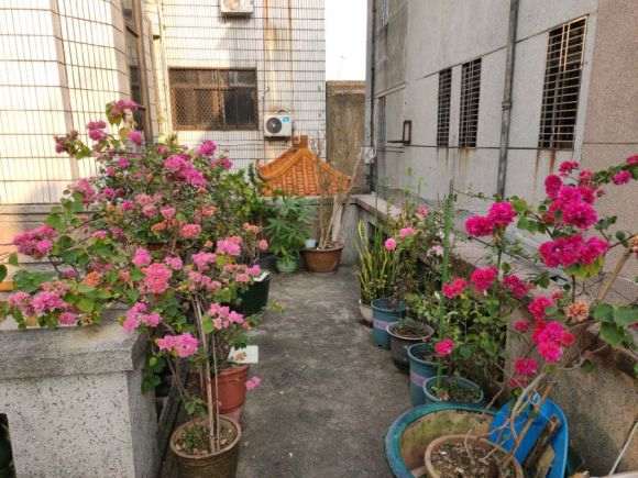 广东种三角梅盆栽 可以吗 怎么样