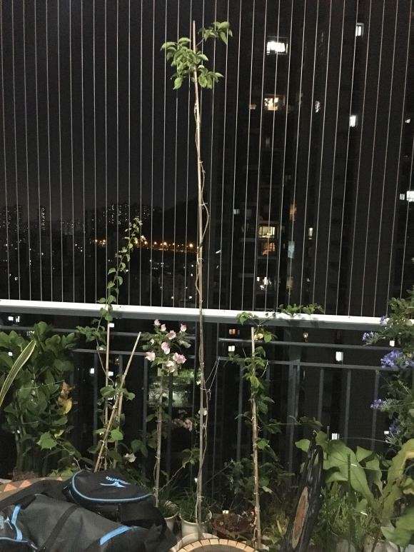 三角梅盆栽打造成文人盆景 怎么样 图片