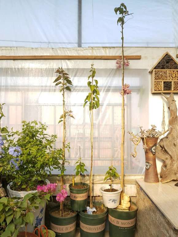 三角梅盆栽打造成文人盆景 怎么样 图片