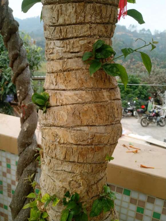 三角梅盆栽浑身上下都在长叶子 图片