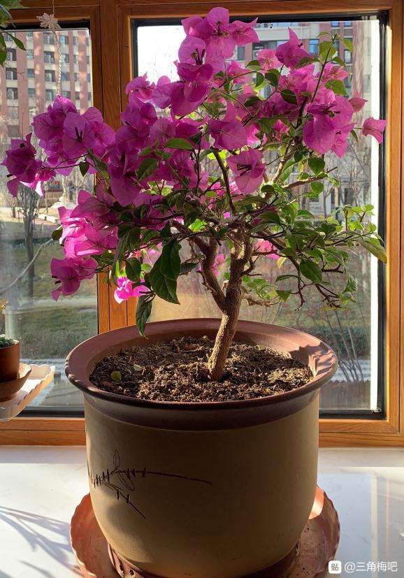 广州可以在阳台盆栽三角梅吗 图片